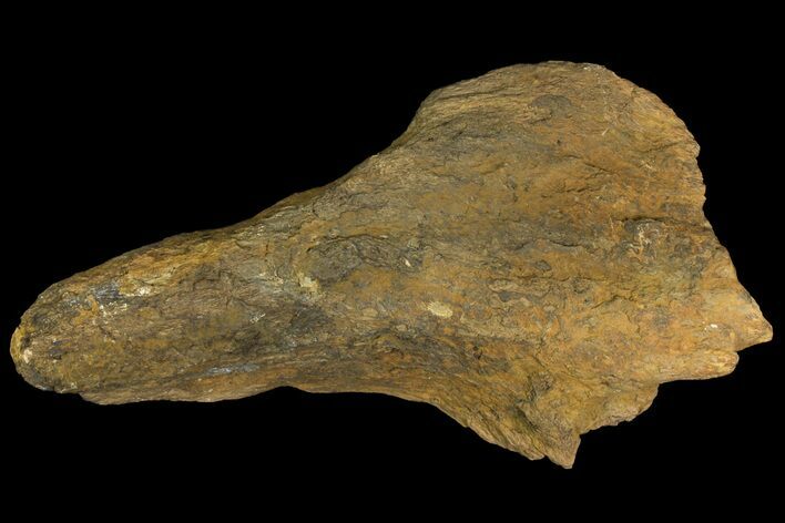Fossil Dinosaur (Triceratops) Skull Section - North Dakota #155369